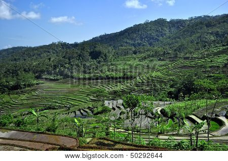 Rice fields Background