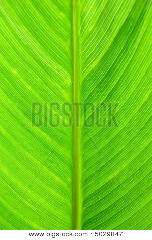 Leafabstract04