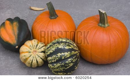 Kurpitsaa ja Squash