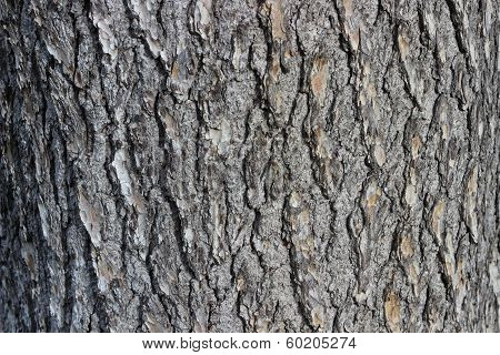 Bark Texture