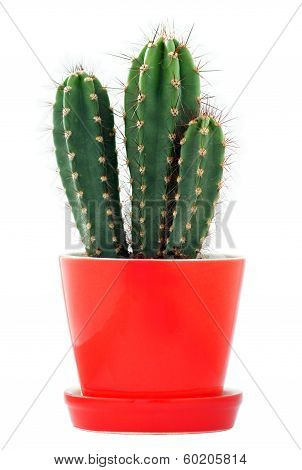Cactus in a red flowerpot