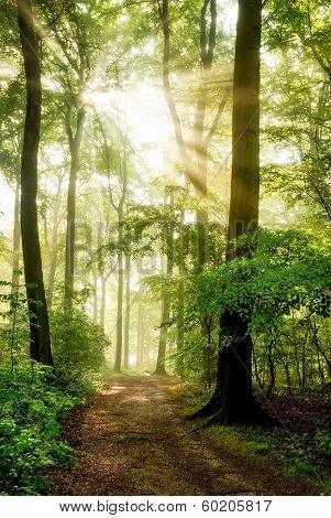 Morning Sun Shining Into The Foggy Forest