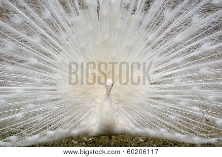 White peacock displaying his beauti
