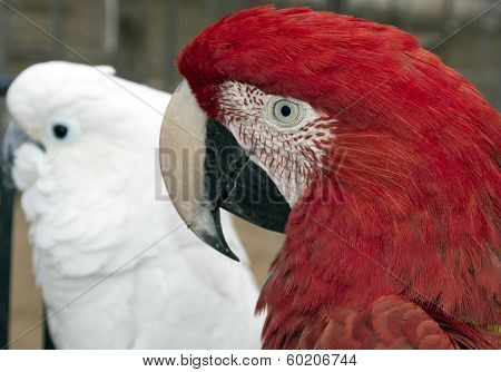 Macaw eye