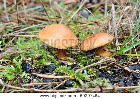 Mushroom Suillus Bovinus