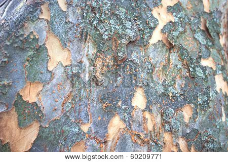 Nice rough brightly colored bark for backgrounds