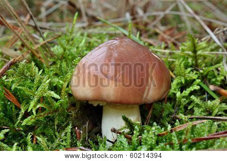 Mushroom Suillus Luteus