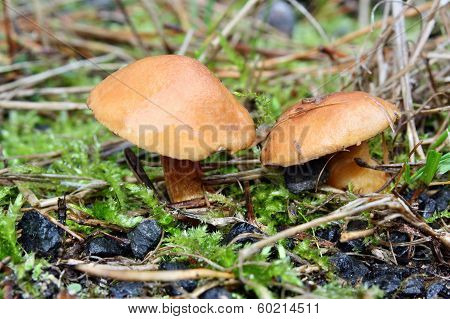 Mushroom Suillus Bovinus