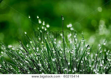 Dewy Green Grass