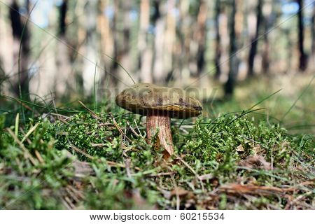 Boletus Subtomentosus