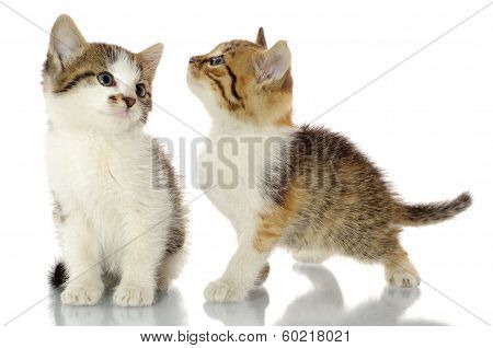 Cute Kittens