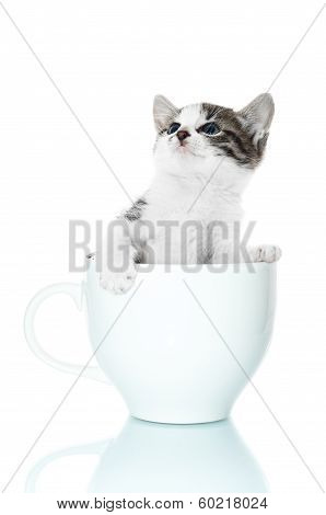 Kitten In Coffee Cup