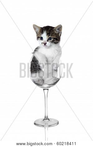 Little Kitty