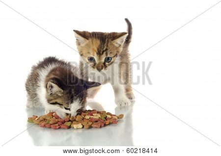Kittens Eating