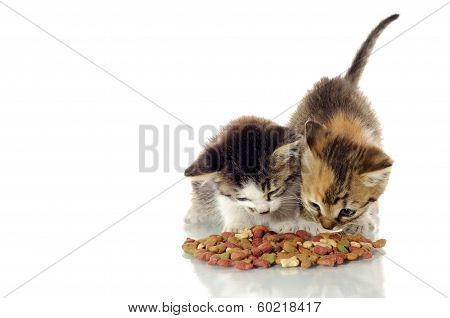 Kittens Eating