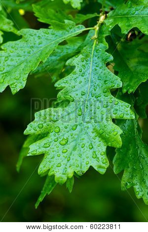 Oak Leaf