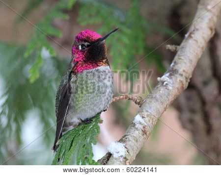 Anna's Hummingbird in Winter