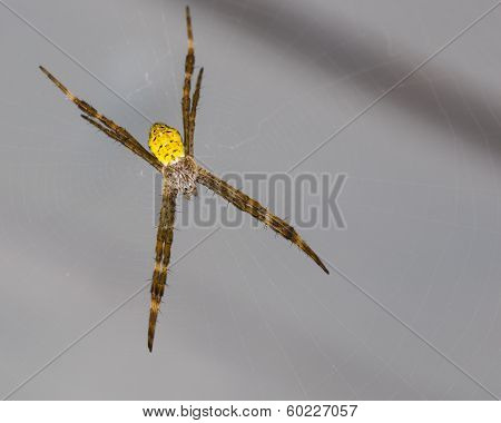 Hawaiian Garden Spider