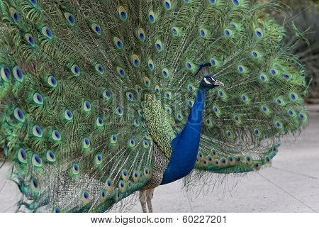 Peacock Showing off its plumage