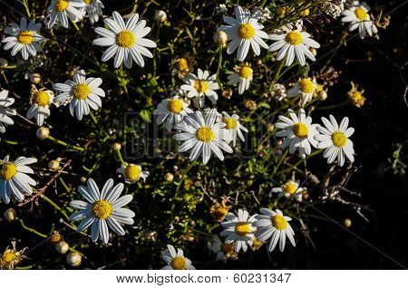 Camomilla Daisy Flowers