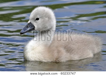 Young Mute Swan Chick