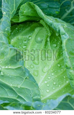 A Head Of Cabbage