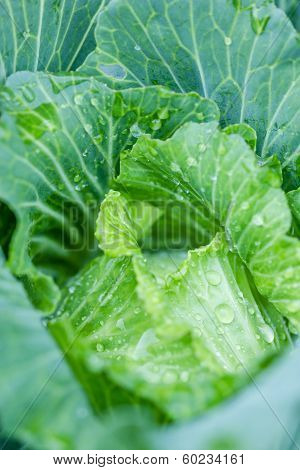 A Head Of Cabbage