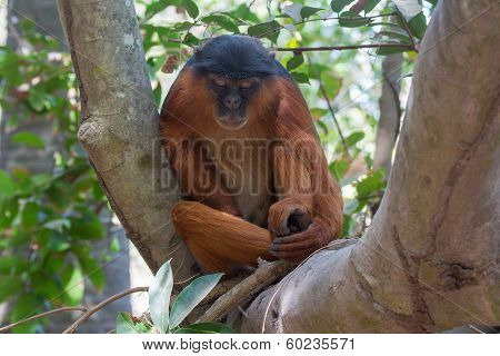 Male Western Red Colobus Monkey At Rest