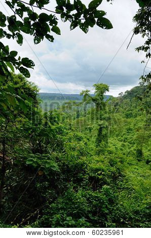 Cambodian Jungle