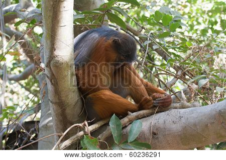 Sleeping Male Western Red Colobus Monkey