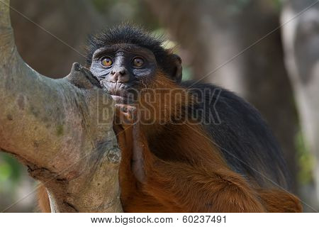 Western Red Colobus Monkey At Rest