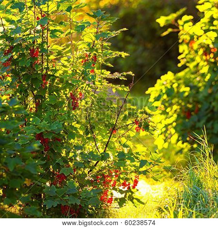 Redcurrant Bush During A Summerday