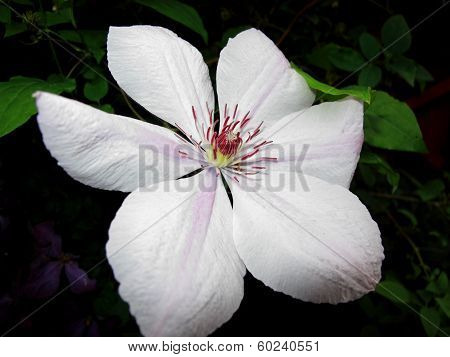 Clematis Nelly Moser