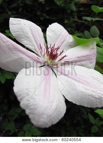 Clematis Nelly Moser