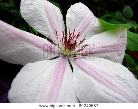 Clematis Nelly Moser