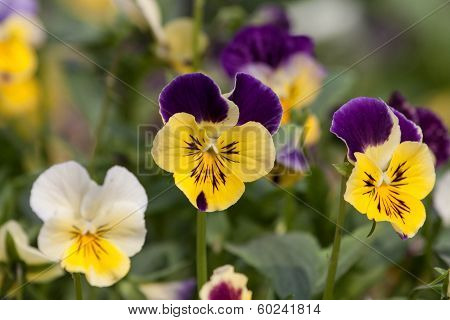 Garden flowers