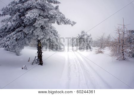 Snow-covered forest