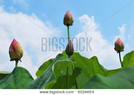 Lotus poupat dosáhnout na oblohu
