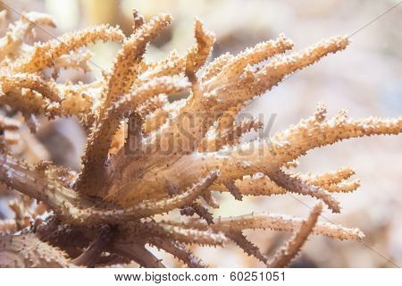 Coral