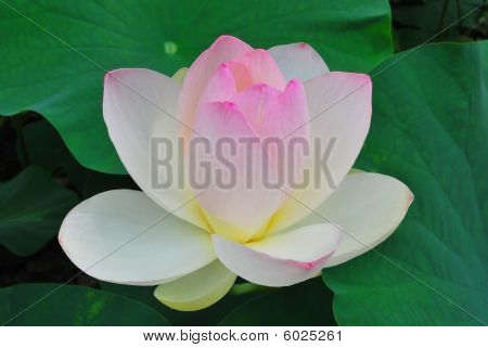 Lotus çiçeği tam Bloom
