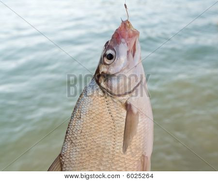 Ferskvandsfisk (Abramis brama)