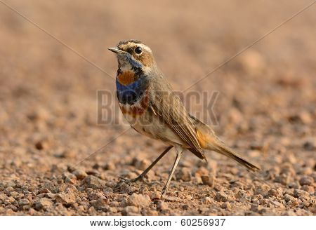 Male Bluethroat (luscinia Svecica)
