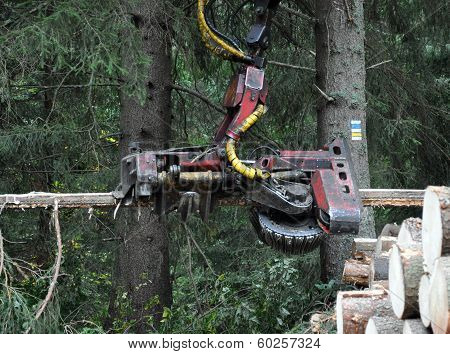 Sawing in the woods
