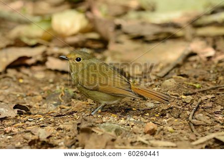Female Rufous-bellied Niltava (niltava Sundara)