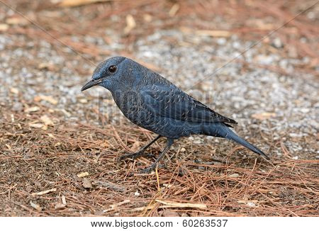 Blue Rock Thrush