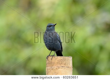 Blue Rock Thrush