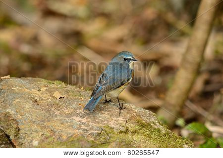 Male Red-flanked Bluetail (tarsiger Cyanurus)
