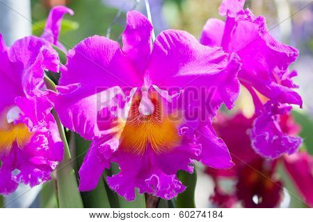 Collection of orchid flower