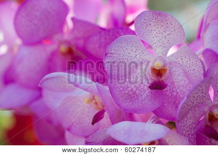 Collection of orchid flower