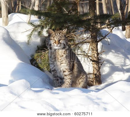 bobcat